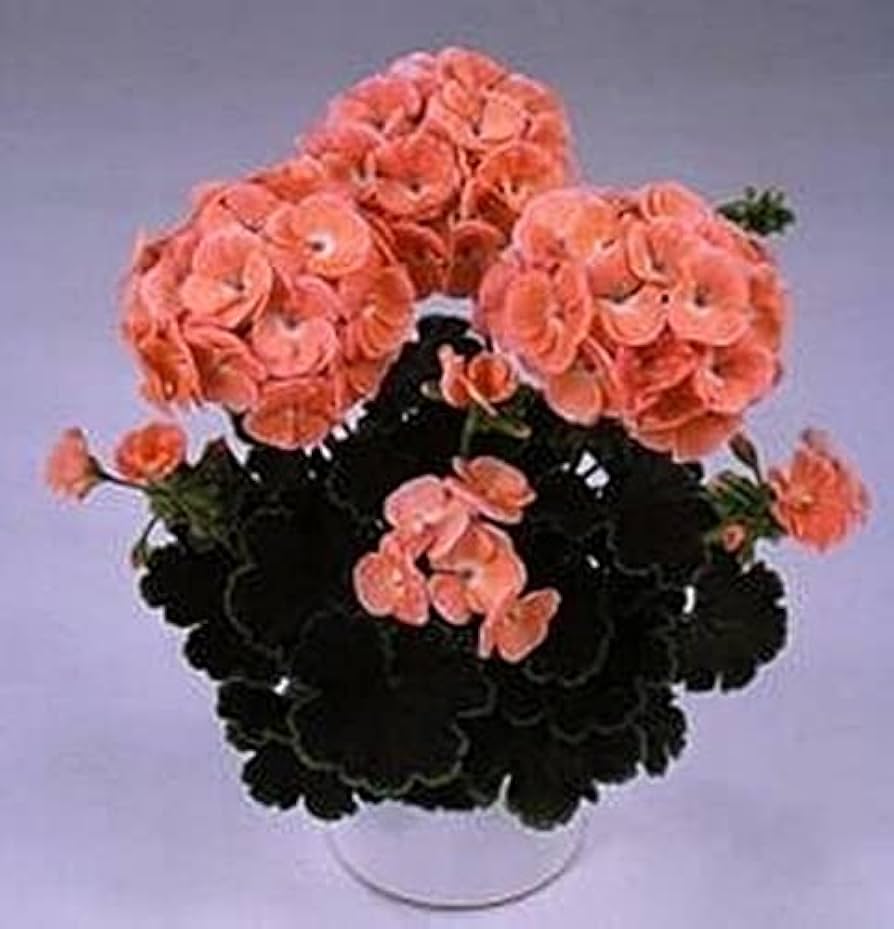 black velvet flower seeds
