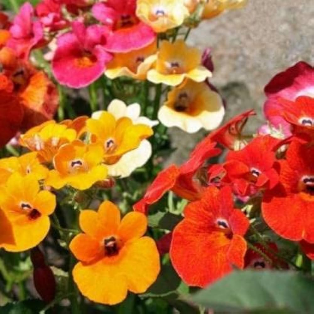 carnival coconut flower seeds