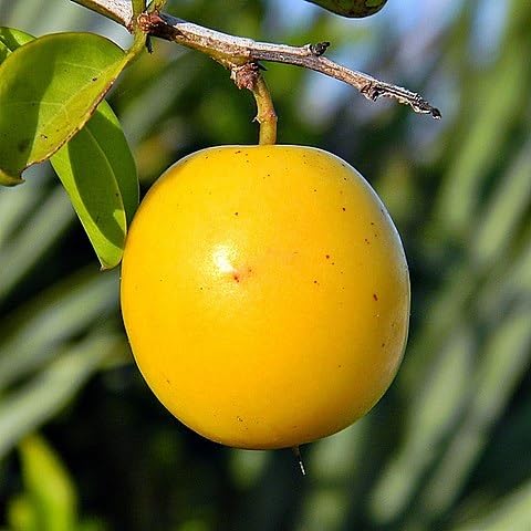 Spondias Seeds – Heirloom, Non-GMO, High Germination Organic Garden Seeds