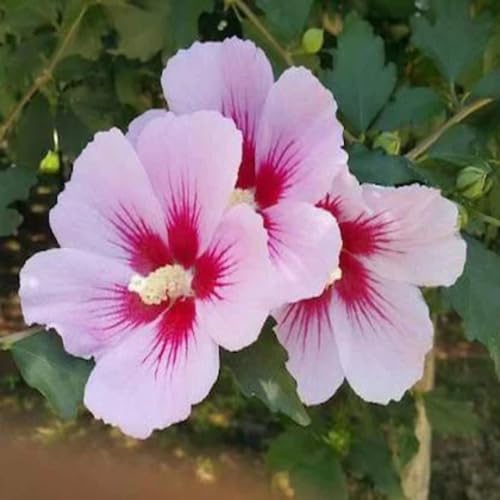 Red Pink Hibiscus Flower Seeds Heirloom Non-GMO High Germination Organic Garden Seeds