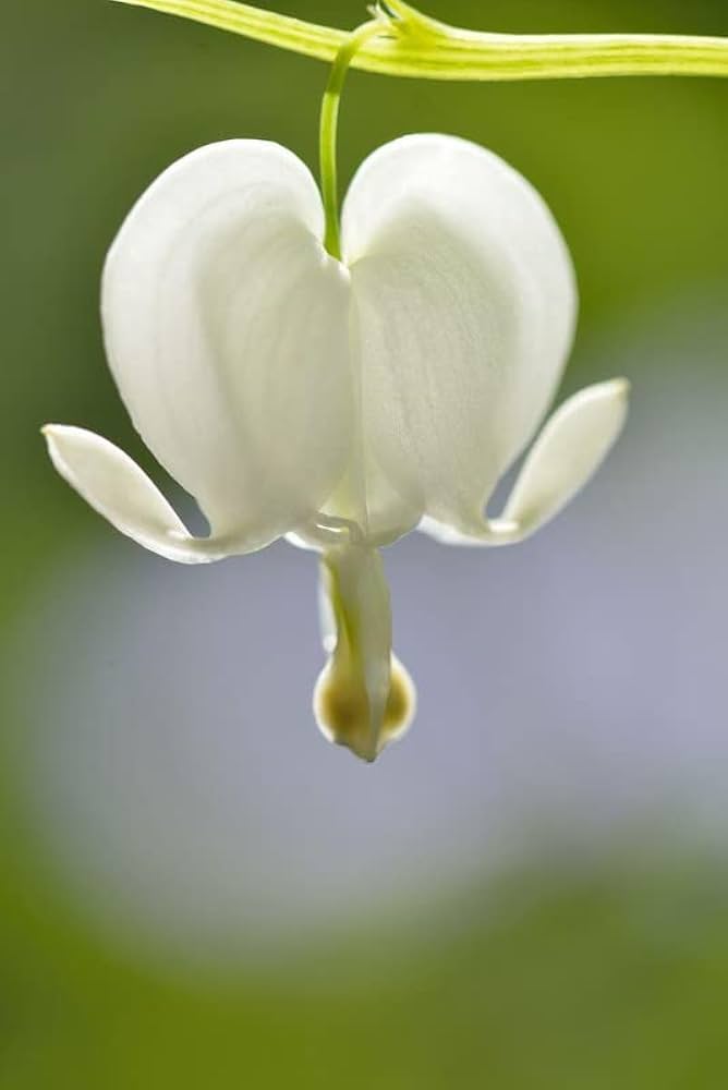 Dicentra Flowers Seeds White for Planting – Heirloom Non-GMO High Germination Seeds