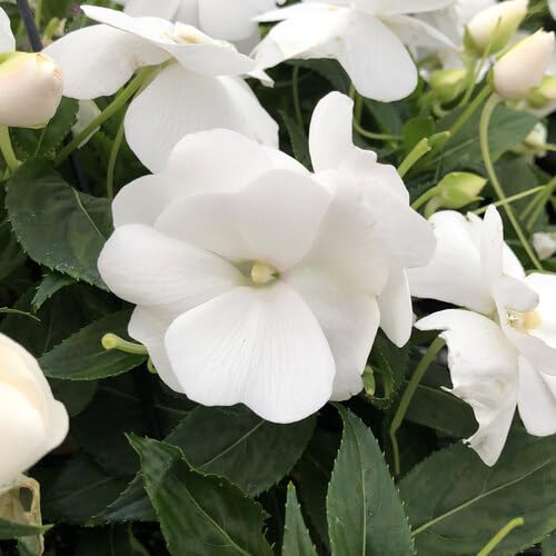 White Impatiens Flower Seeds Heirloom Non-GMO High Germination Organic Garden Seeds for Planting