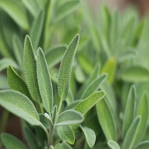 Green Sage Plant Seeds Heirloom Non-GMO High Germination Organic Garden Seeds for Planting