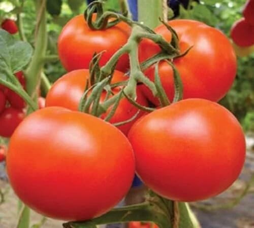 Red Tomato Seeds – Heirloom, Non-GMO, High Germination Organic Garden Seeds Planting