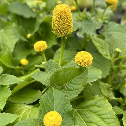 Yellow Acmella Oleracea Flower Seeds – Heirloom, Non-GMO, High Germination
