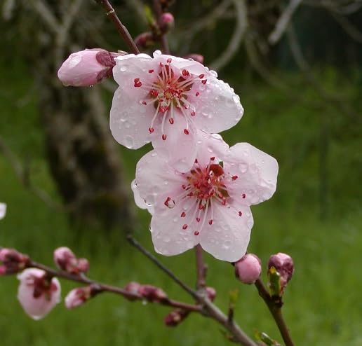 Pink Prunus Flower Seeds Heirloom Non-GMO High Germination Organic Garden Seeds for Planting