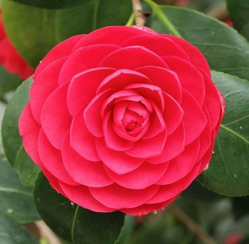 Red Camelia Flower Seeds Heirloom Non-GMO High Germination Organic Garden Seeds for Planting