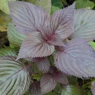 Purple Leaf herb seeds