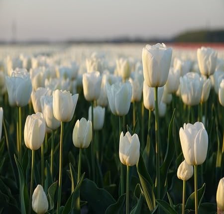 White Tulip Flower Seeds – Heirloom Non-GMO Organic Garden Seeds