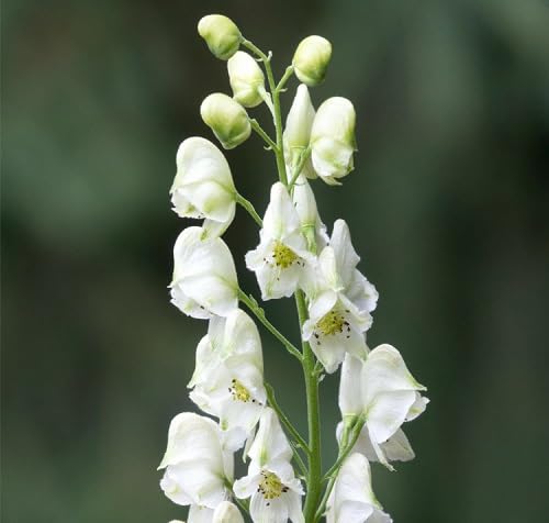Wolfsbane Flower Seeds – Heirloom Non-GMO High Germination Organic Garden Seeds