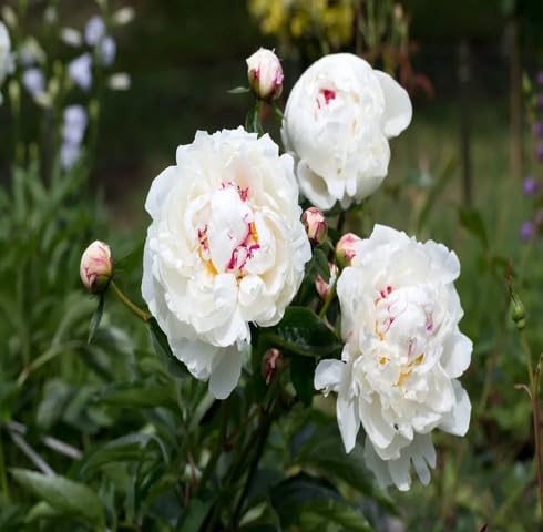 White Pink Peony Flower Seeds for Planting – Heirloom, Non-GMO, High Germination
