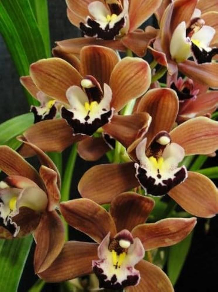 Brown Orchid Flower Seeds for Planting – Heirloom, Non-GMO, High Germination Seeds