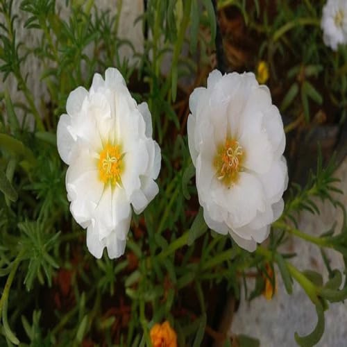 White Portulaca Flower Seeds – Heirloom Non-GMO High Germination Organic Garden Seeds