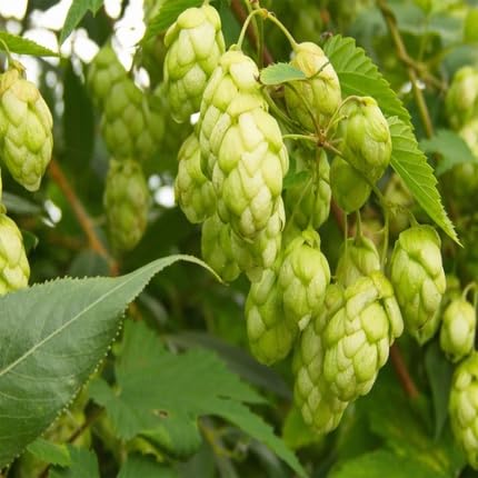 humulus flower flower seeds