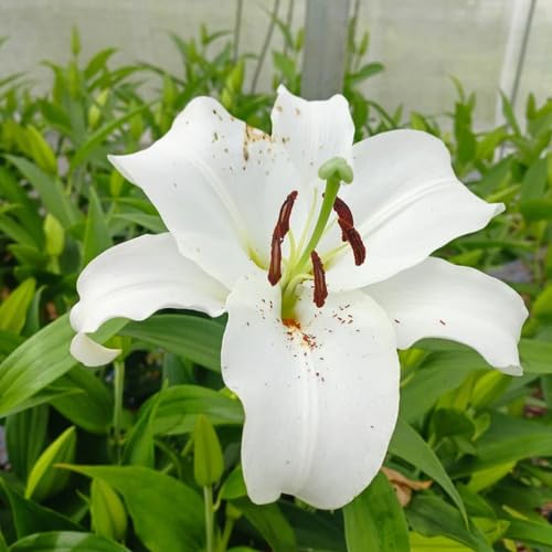 White Lilium Flower Seeds Heirloom Non-GMO High Germination Organic Garden Seeds for Planting