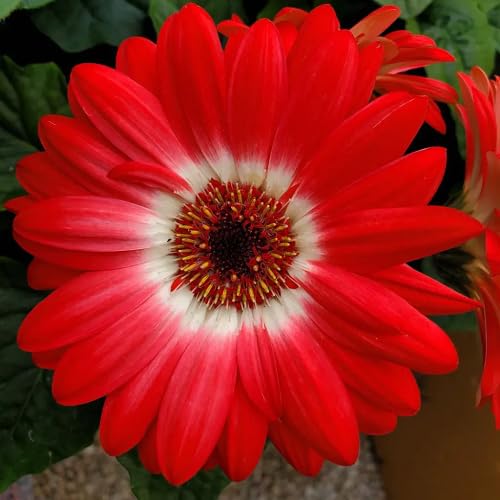 Semillas de margaritas perennes – Heirloom, sin OMG, semillas de jardín orgánicas de alta germinación para sembrar