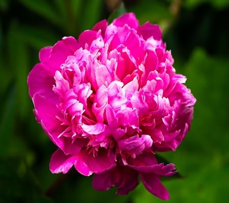 Peony Flower Seeds – Heirloom, Non-GMO, High Germination Organic Garden Seeds for Planting