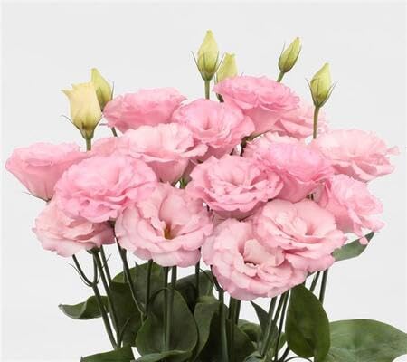 pink estoma flower heirloom non-gmo seeds