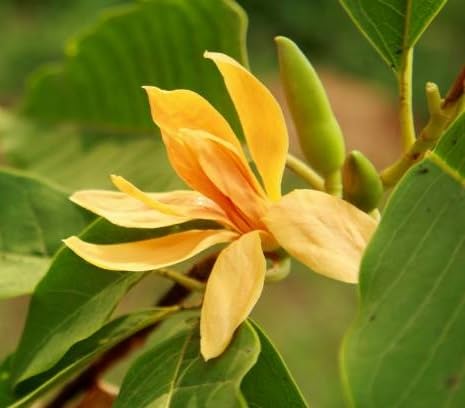 Yellow Champaca Flower Seeds – Heirloom, Non-GMO, High Germination Organic Garden Seeds