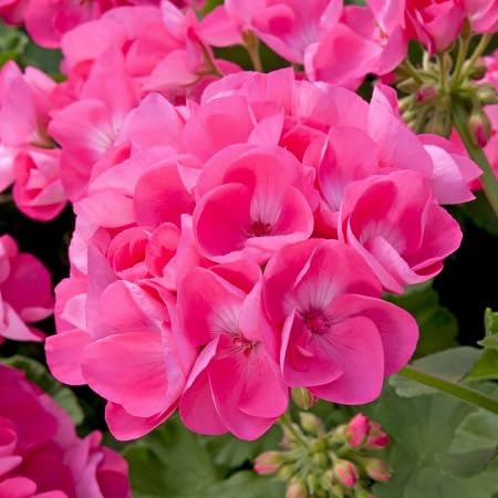Geranium Flower Seeds – Heirloom, Non-GMO, High Germination Organic Garden Seeds for Planting