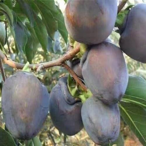 Black Kaki Permission Seeds – Heirloom, Non-GMO, High Germination Organic Garden Seeds