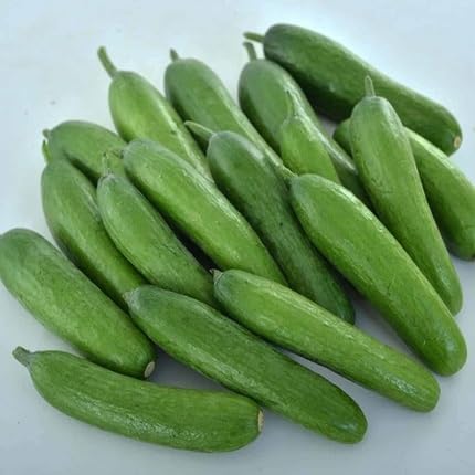 Cucumber Seeds – Heirloom, Non-GMO, High Germination Organic Garden Seeds Planting