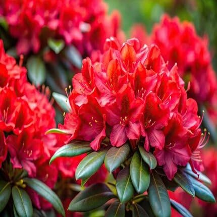 Rhododendron Red Flower Seeds for Planting – Heirloom Non-GMO High Germination Organic Garden Seeds