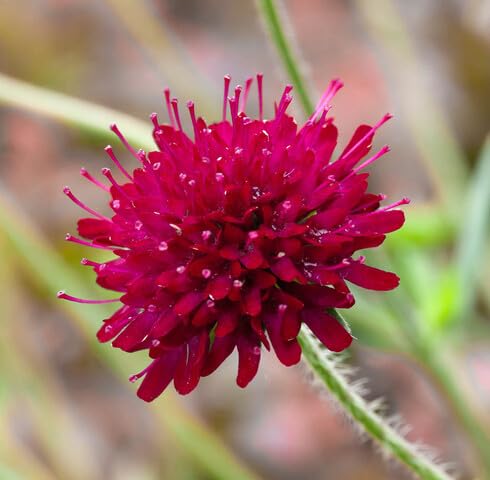 Semillas de flor Red Macedonica – Cimarrón, sin OGM, semillas de alta germinación