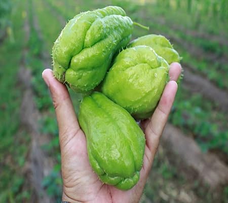 Chayote Seeds – Heirloom, Non-GMO, High Germination Organic Garden Seeds Planting