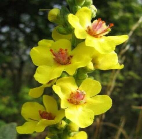 Yellow Verbascum Flower Seeds – Heirloom Non-GMO Organic Garden Seeds