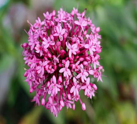 Pink Valerian Flower Seeds for Planting – Heirloom, Non-GMO, High Germination