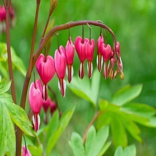 Semillas de flores de Dicentra Spectabilis rosadas para plantar – Orgánicas, sin OMG, con alta tasa de germinación, para jardín