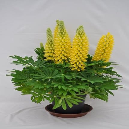 Yellow Lupine Flower Seeds – Heirloom, Non-GMO, High Germination Organic Seeds