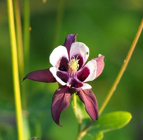 Brown Aquilegia Flower Seeds – Heirloom, Non-GMO, High Germination Organic Garden Seeds for Planting