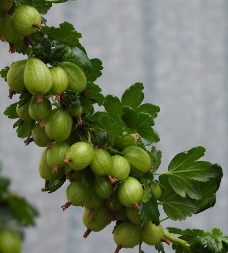 Gooseberry Seeds – Heirloom, Non-GMO, High Germination Organic Garden Seeds