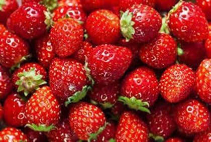 Strawberry Seeds – Heirloom, Non-GMO, High Germination Organic Garden Seeds