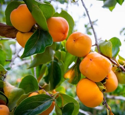 Persimmon Seeds – Heirloom, Non-GMO, High Germination Organic Garden Seeds