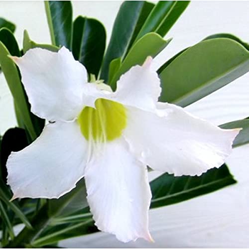 White Adenium Obesum Flower Seeds Heirloom Non-GMO High Germination Organic Garden Seeds