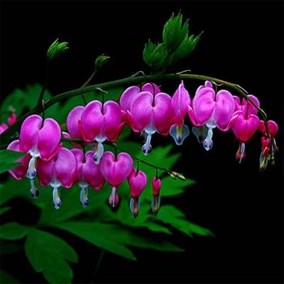 pink dicentra flower heirloom non-gmo seeds