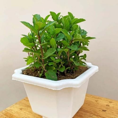 Mint Plant Seeds Green Heirloom Non-GMO High Germination Organic Garden Seeds for Planting