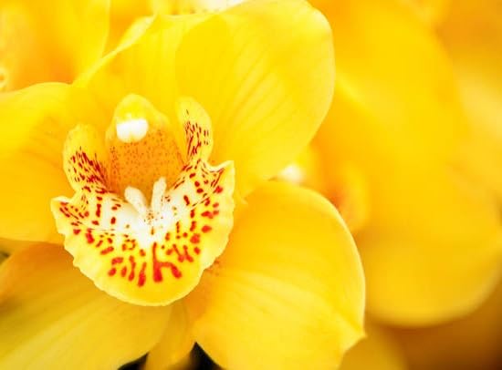 Phalaenopsis Flower Seeds for Planting | Heirloom Non-GMO High Germination Organic Garden Seeds