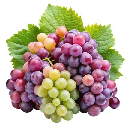Mixed Grape Fruit Seeds – Heirloom, Non-GMO, High Germination Organic Garden Seeds for Planting
