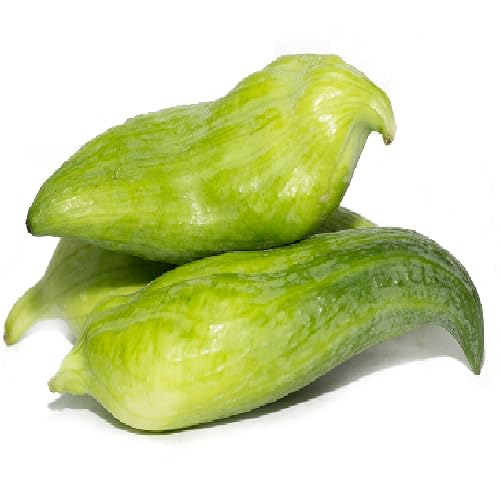 Achocha Seeds – Heirloom, Non-GMO, High Germination Organic Garden Seeds Planting