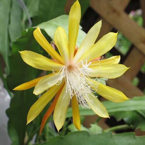 Yellow Epiphyllum Flower Seeds – Heirloom Non-GMO High Germination Organic Seeds