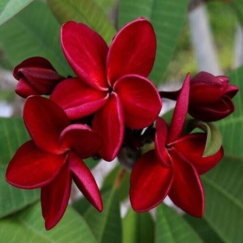 red plumeria flower seeds