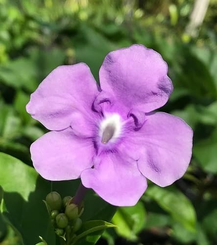 Pink Brunfelsia Pauciflora Calycina Blumensamen – Alte Sorte, Non-GMO, hohe Keimfähigkeit, Bio-Gartensamen zum Pflanzen