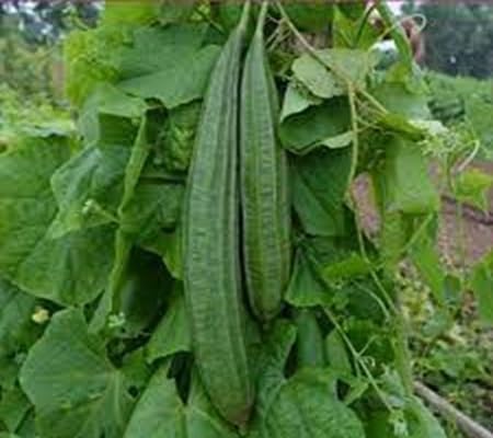 Schwammschwammsamen – Alte Sorte, gentechnikfrei, keimstark, Bio-Gartensamen zur Pflanzung