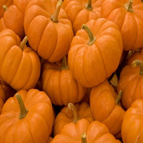 Orange Pumpkin Seeds – Heirloom, Non-GMO, High Germination Organic Garden Seeds Planting