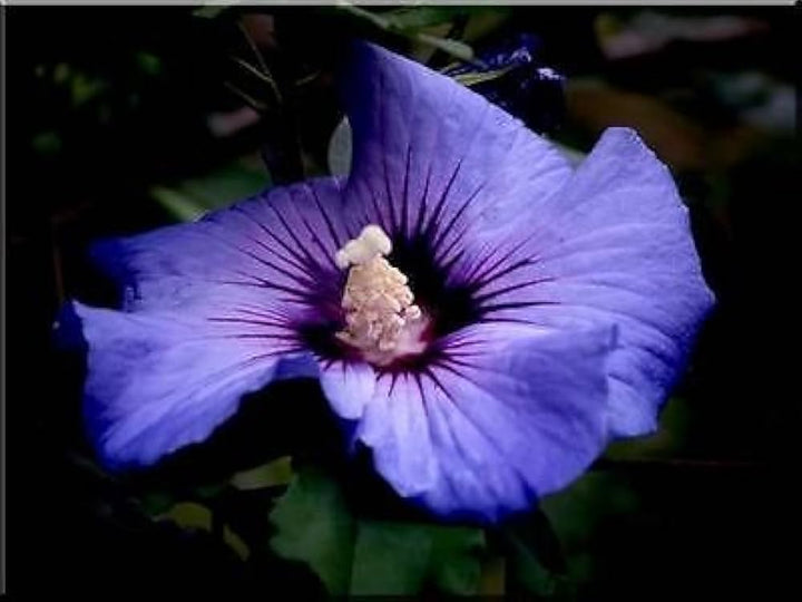 Double Rose of Sharon Hibiscus Seeds for Planting