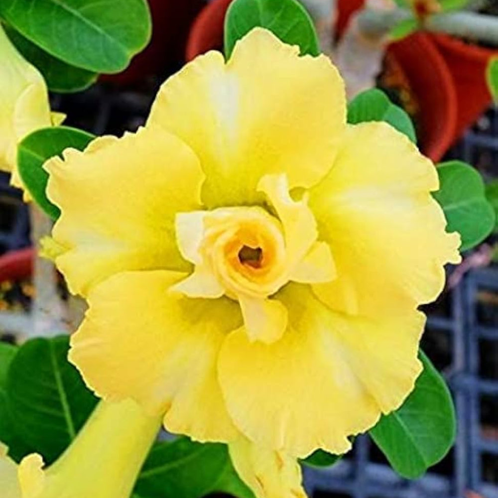 Yellow Happy Gold Desert Rose Adenium Seeds for Planting